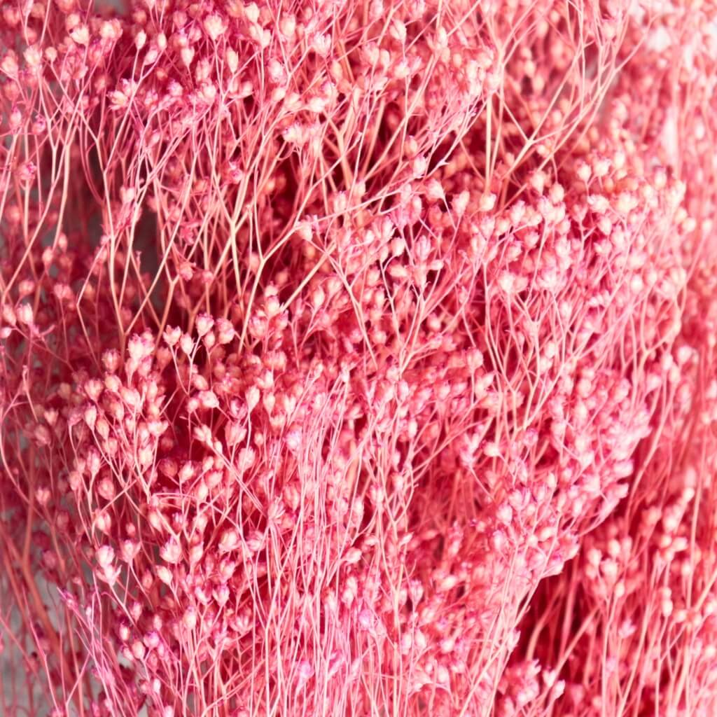 Sušený Broom Bloom Flider – jemná světle růžová sušená květina pro dekorace